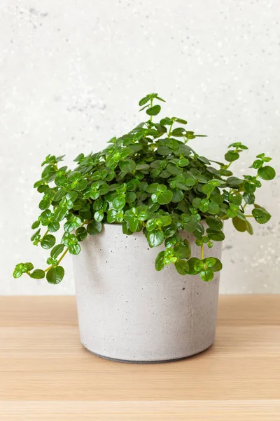 Groene Huisplant Pilea Depressa Betonnen Bloempot — Stockfoto