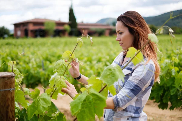 Jeune femme dans le vignoble — Photo