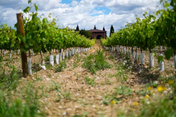 Beautiful vineyard at sunny day — Stock Photo, Image