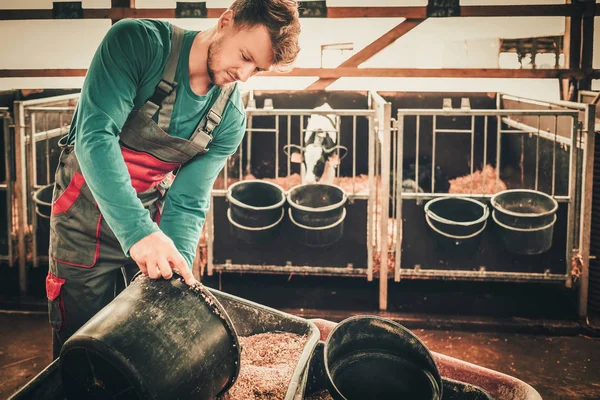 Un jeune agriculteur nourrit son veau dans l'étable d'une ferme laitière — Photo