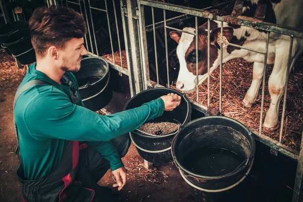 Jovem agricultor alimentando bezerro no estábulo na fazenda leiteira — Fotografia de Stock