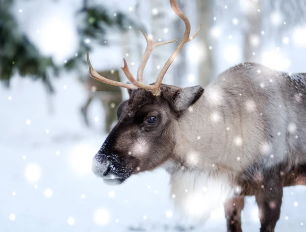 Reindeer in Lapland, Northern Finland — Stock Photo, Image