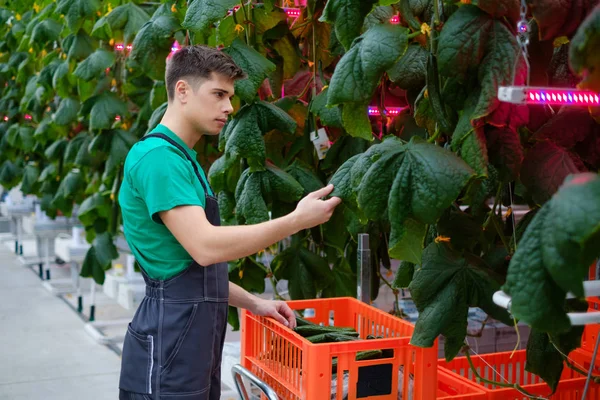 Mann arbeitet in einem Gewächshaus — Stockfoto