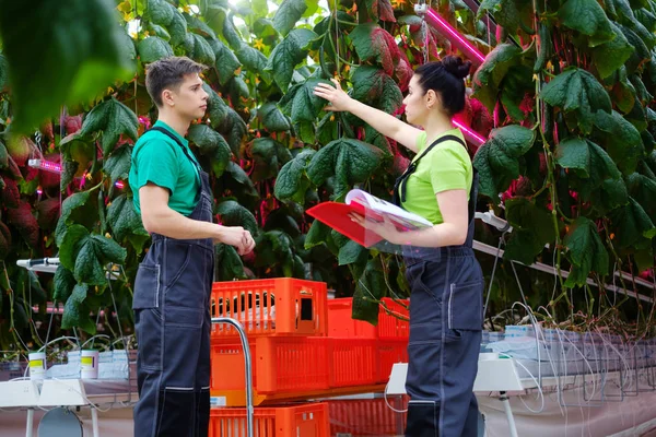 Personnes travaillant dans une serre — Photo