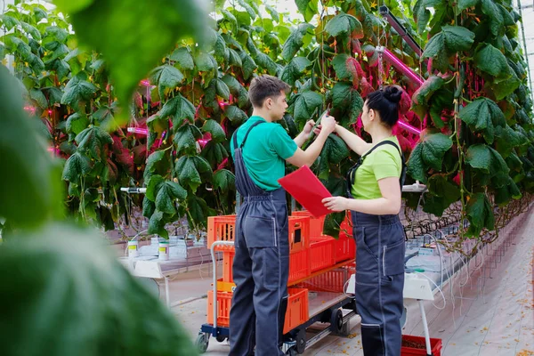 Lidé pracující ve skleníku — Stock fotografie