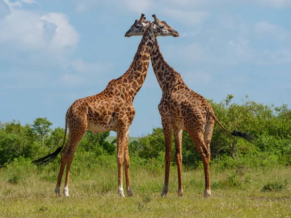 Reticulated giraffe paar in een Kenia — Stockfoto