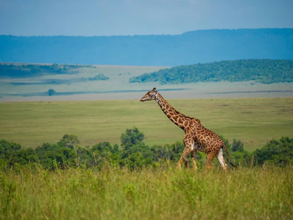 Nätstruktur giraff i en Kenya — Stockfoto
