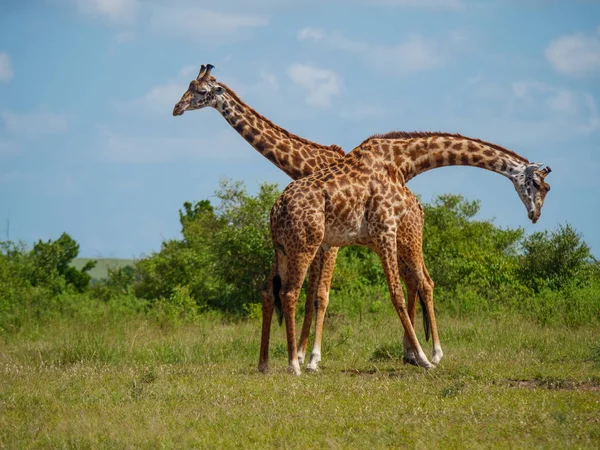 Reticulated giraffe paar in een Kenia — Stockfoto