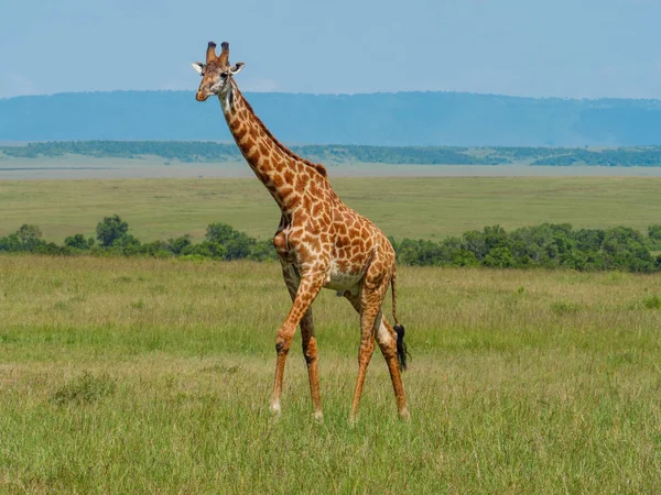 Girafe réticulée dans un Kenya — Photo