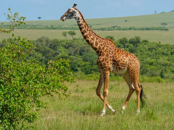 Recés zsiráf egy Kenyában — Stock Fotó