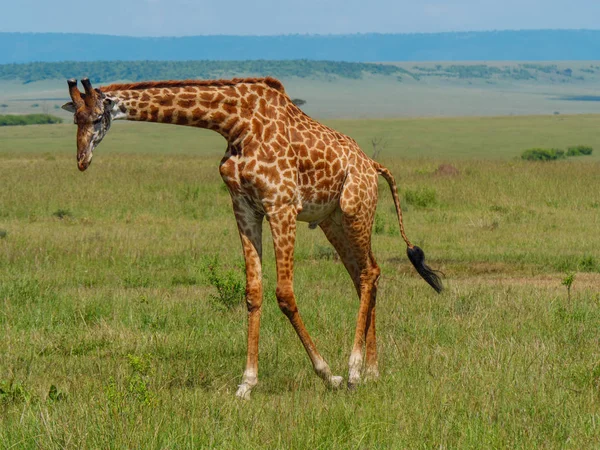 Сетчатый жираф в Кении — стоковое фото