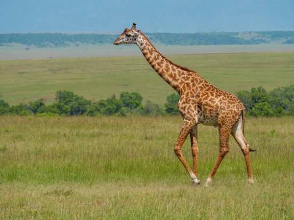 Reticulated giraffe in a Kenya — Stock Photo, Image
