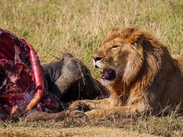 León de África Oriental protegiendo su capa de presa de búfalo — Foto de Stock