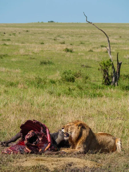 Leone africano orientale che protegge la sua preda di bufalo mantello — Foto Stock