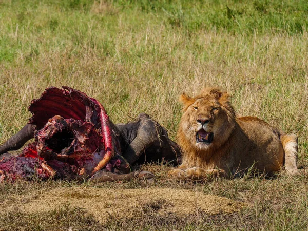 East african lion ochrony jego zdobycz cape buffalo — Zdjęcie stockowe
