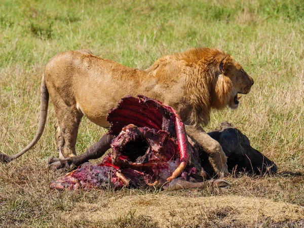 Leone africano orientale che protegge la sua preda di bufalo mantello — Foto Stock