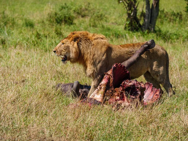 Leone africano orientale che protegge la sua preda di bufalo mantello — Foto Stock