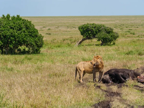 East african lion skydda sin cape buffalo offer — Stockfoto