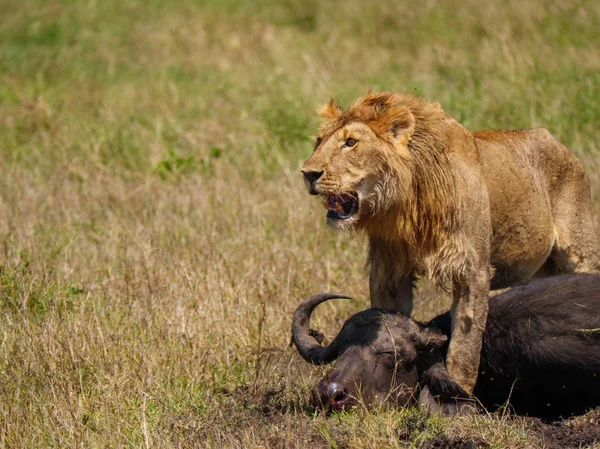 Leone africano orientale che protegge la sua preda di bufalo mantello — Foto Stock