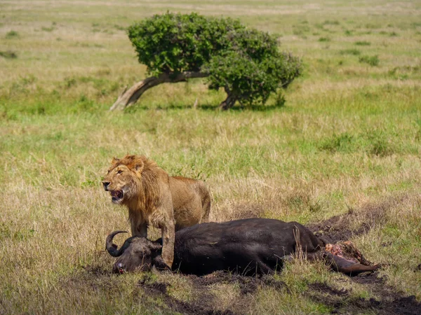 East african lion skydda sin cape buffalo offer — Stockfoto