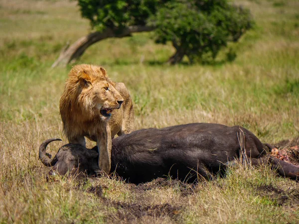 East african lion ochrony jego zdobycz cape buffalo — Zdjęcie stockowe