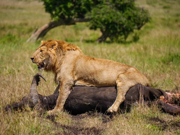 Leone africano orientale che protegge la sua preda di bufalo mantello — Foto Stock