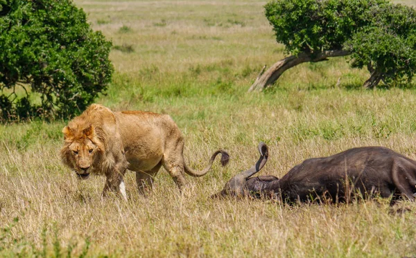 그의 케이프 버팔로 먹이 보호 하는 동부 아프리카 사자 — 스톡 사진