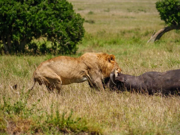 East african lion skydda sin cape buffalo offer — Stockfoto