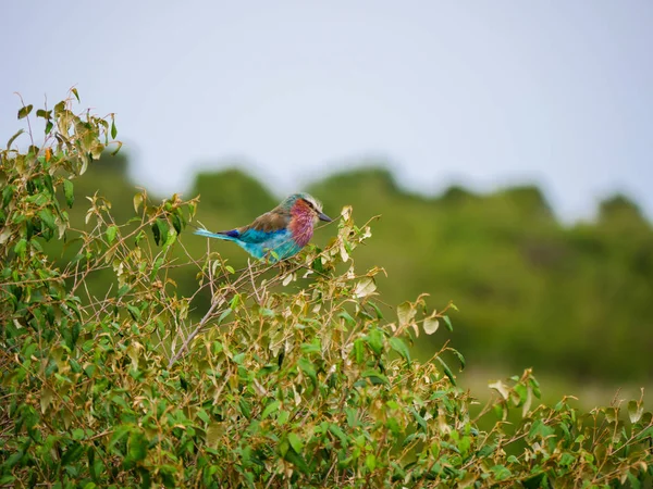 Lillac-breasted roller in Masai Mara park in Kenya — Stock Photo, Image