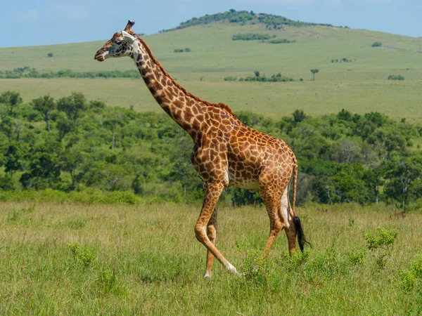 Reticulated Giraf Een Kenia — Stockfoto