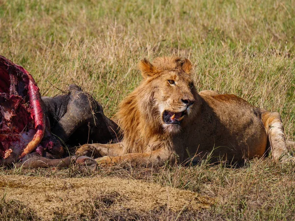 Leone Africano Vicino Mantello Morto Bufalo Kenya — Foto Stock