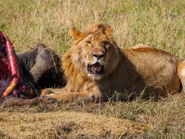 Kenya Ölü Cape Buffalo Yakınındaki Afrika Aslanı — Stok fotoğraf