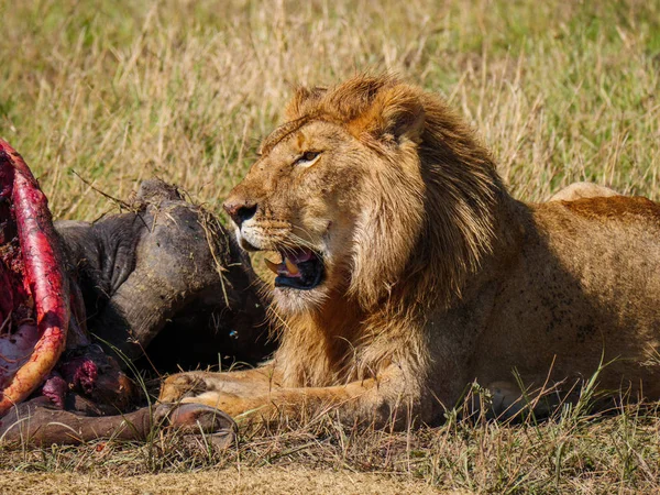 Африканский Лев Около Мертвого Мыса Буйвол Кении — стоковое фото