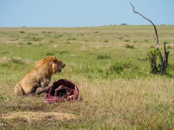 Leone Africano Vicino Mantello Morto Bufalo Kenya — Foto Stock