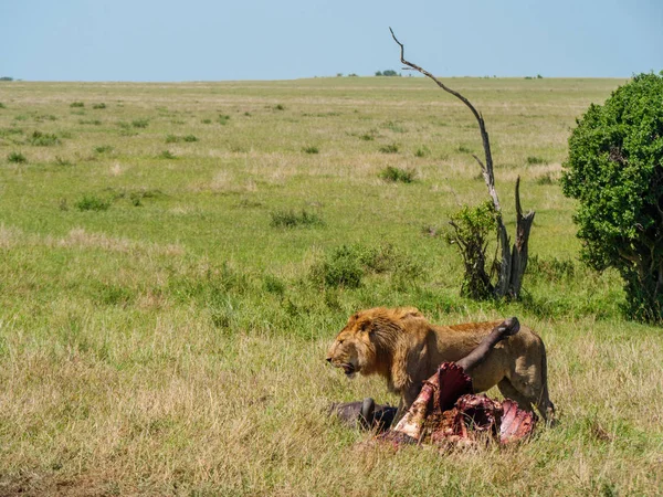 Leone Africano Vicino Mantello Morto Bufalo Kenya — Foto Stock