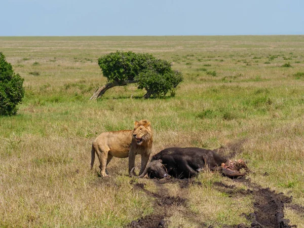 Afrikai Oroszlán Halott Cape Buffalo Kenyában — Stock Fotó