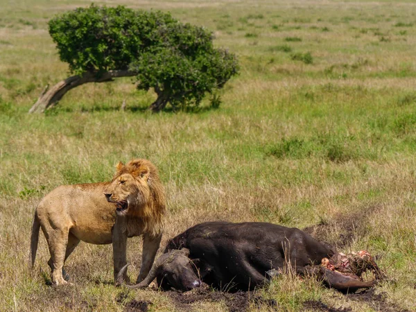 Afrikai Oroszlán Halott Cape Buffalo Kenyában — Stock Fotó