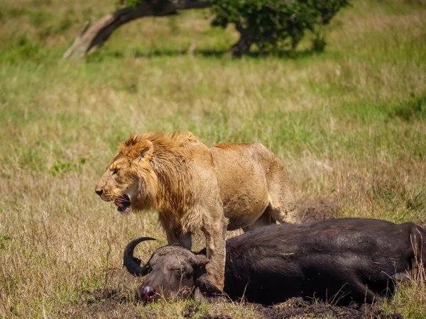 Afrikai Oroszlán Halott Cape Buffalo Kenyában — Stock Fotó