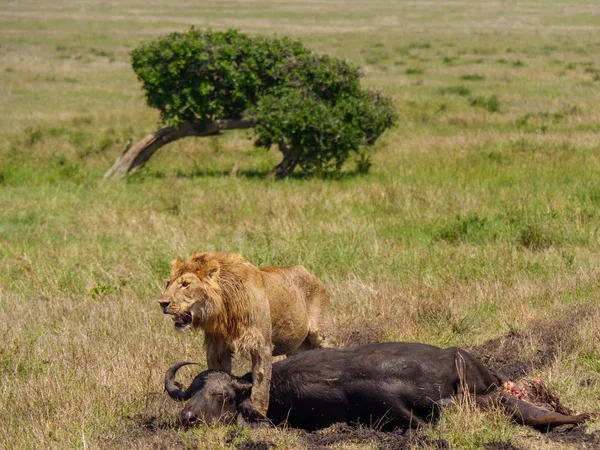 ケニアで死んだケープバッファロー近くアフリカ ライオン — ストック写真