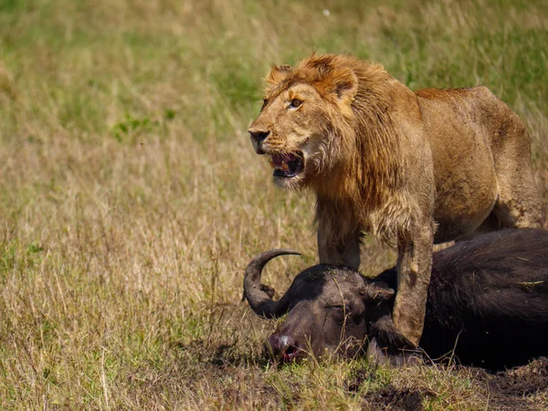 Afrikanska Lejon Nära Döda Cape Buffalo Kenya — Stockfoto