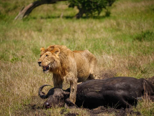 Lwa Afrykańskiego Pobliżu Martwe Cape Buffalo Kenii — Zdjęcie stockowe