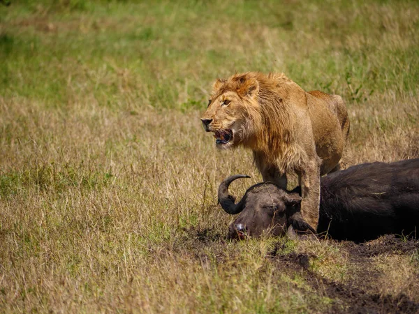 Afrikai Oroszlán Halott Cape Buffalo Kenyában — Stock Fotó