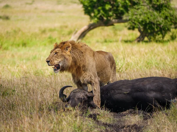 Afrikaanse Leeuw Buurt Van Dode Kaapse Buffels Kenia — Stockfoto