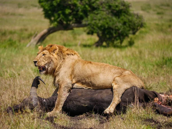 Αφρικανικό Λιοντάρι Κοντά Στο Νεκρό Cape Buffalo Στην Κένυα — Φωτογραφία Αρχείου