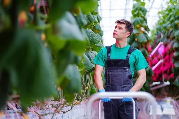 Muž pracující ve skleníku — Stock fotografie