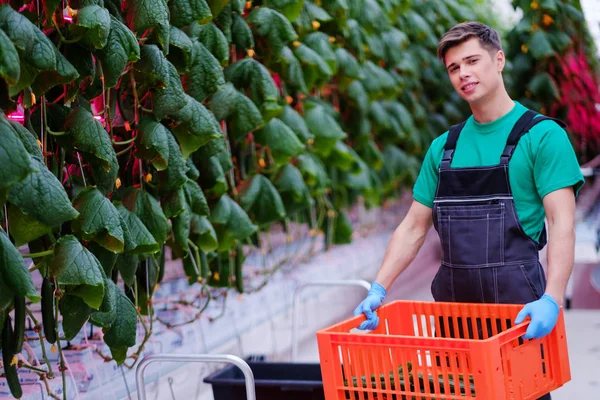 Homme travaillant dans une serre — Photo