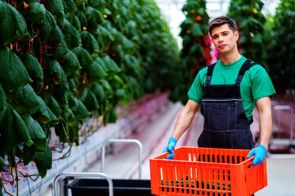 Man working in a greenhouse — Stock Photo, Image
