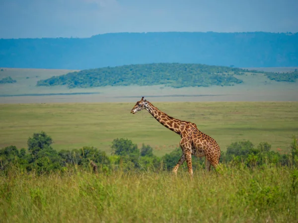 Netzgiraffe Einer Kenia — Stockfoto