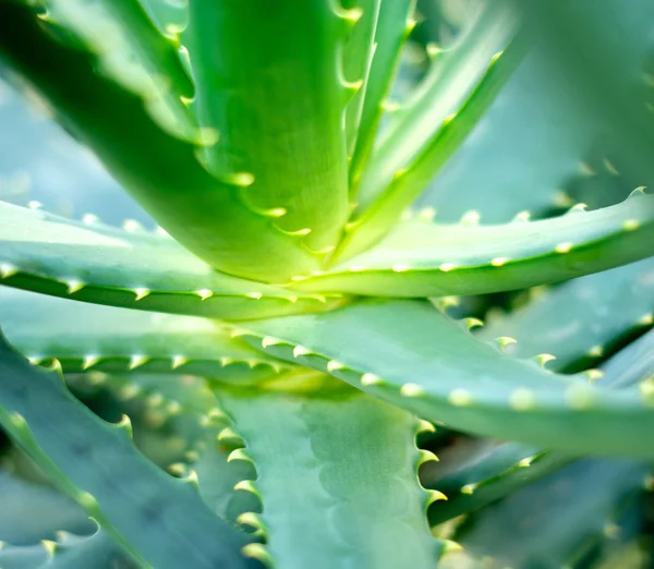 Γκρο πλαν θέα ένα Aloe Vera leavs — Φωτογραφία Αρχείου