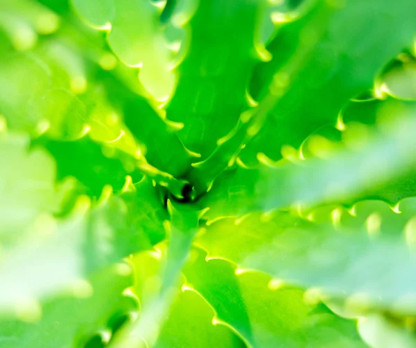 Vista da vicino di una foglia di Aloe Vera — Foto Stock